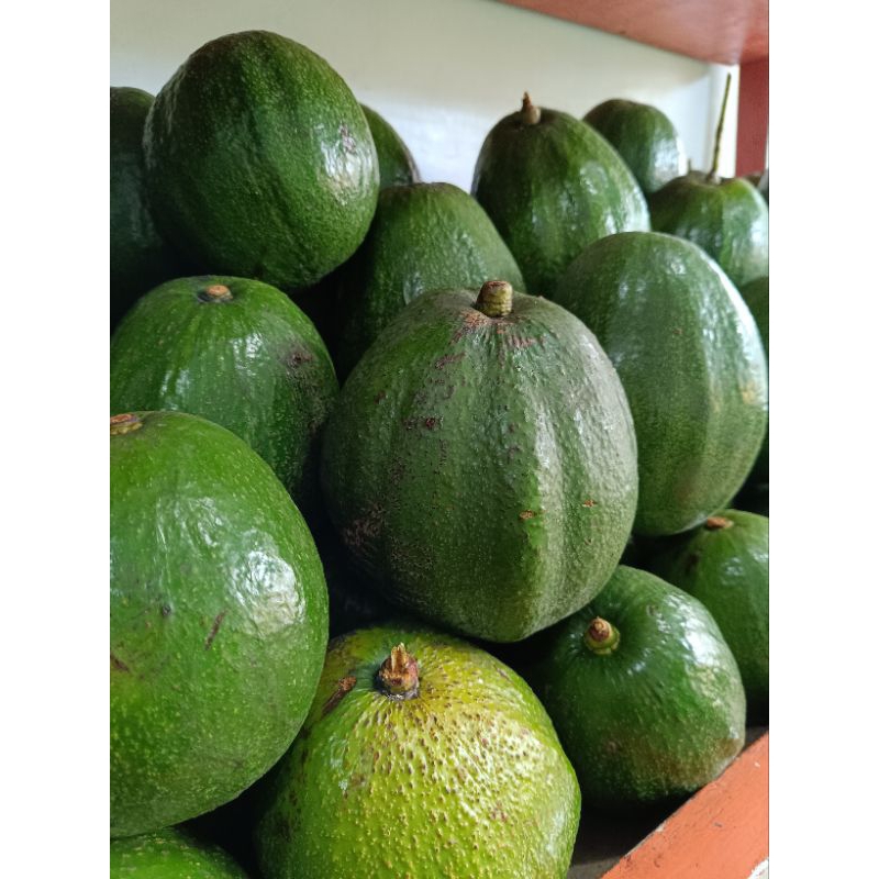 Bibit Alpukat Kendil Markus