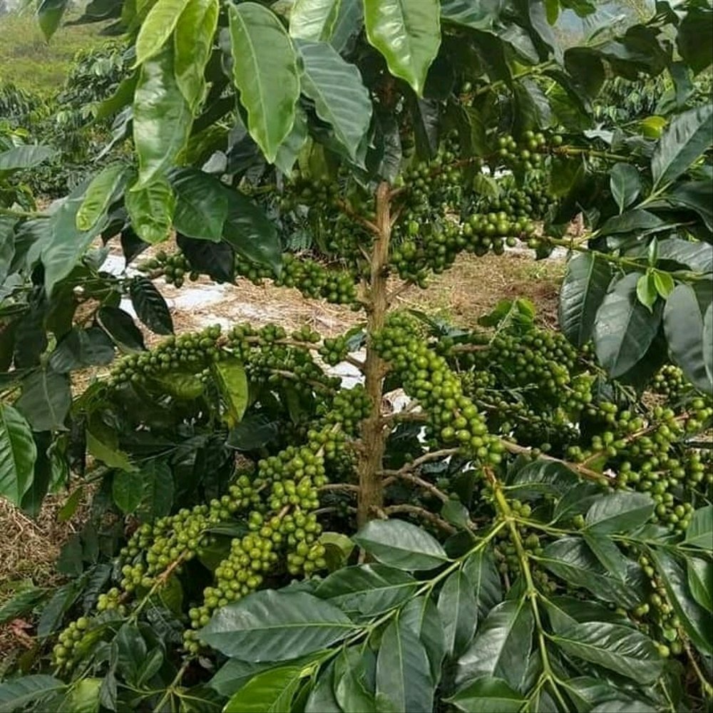 Bibit Kopi Arabika
