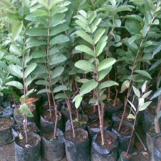 Bibit Jambu Getas Merah