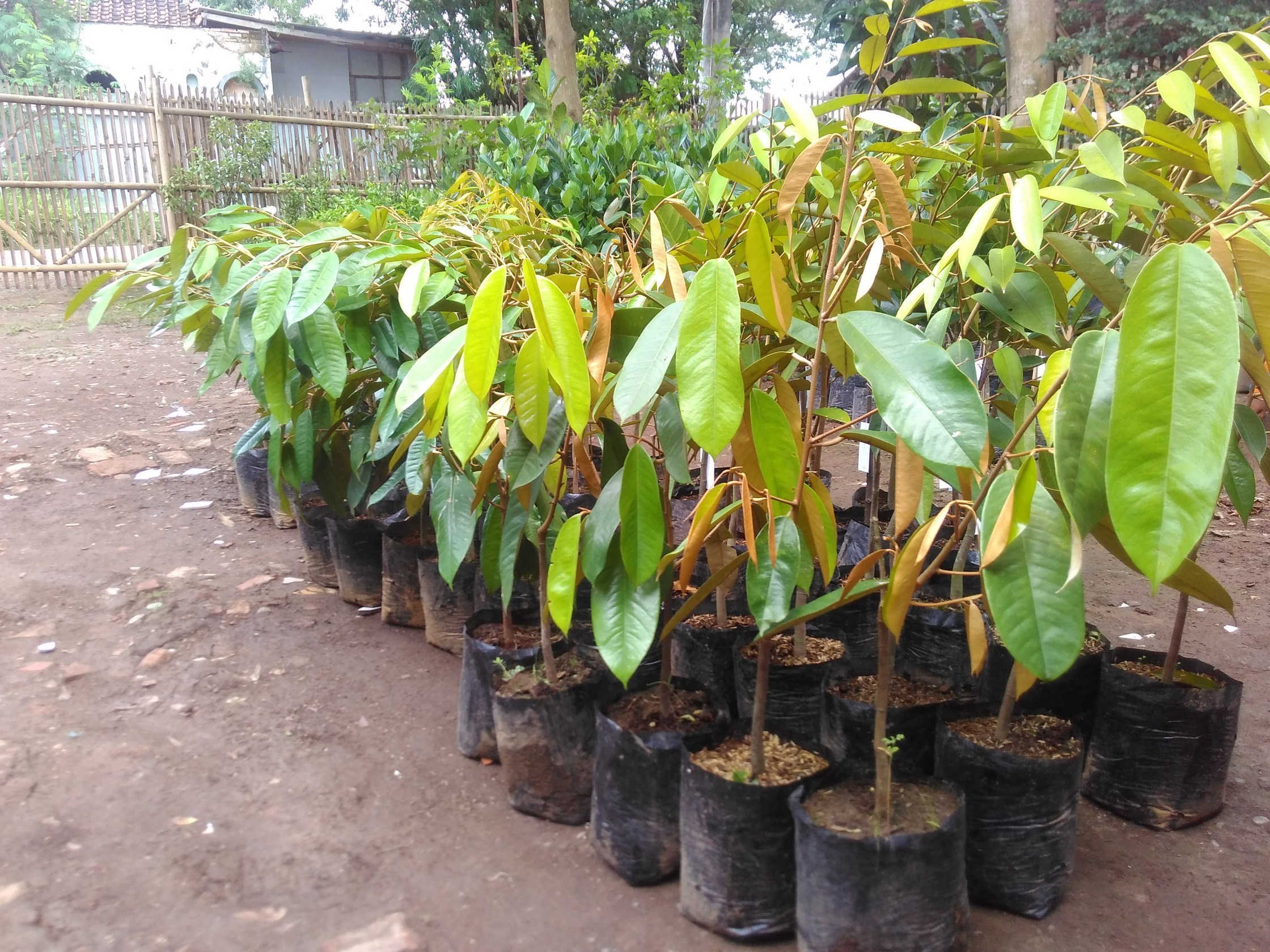 Bibit Durian Montong Bawor