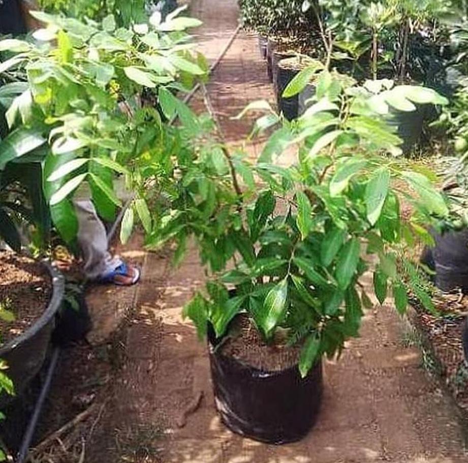 Bibit Kelengkeng Itoh