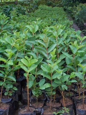 Bibit Jambu Crystalin