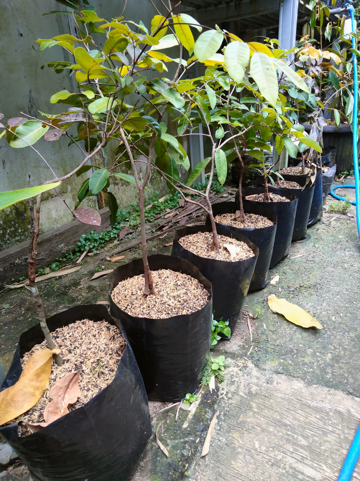 Bibit Kelengkeng Matalada