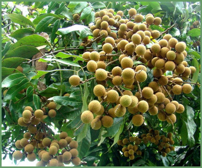 Bibit Kelengkeng New Crystal