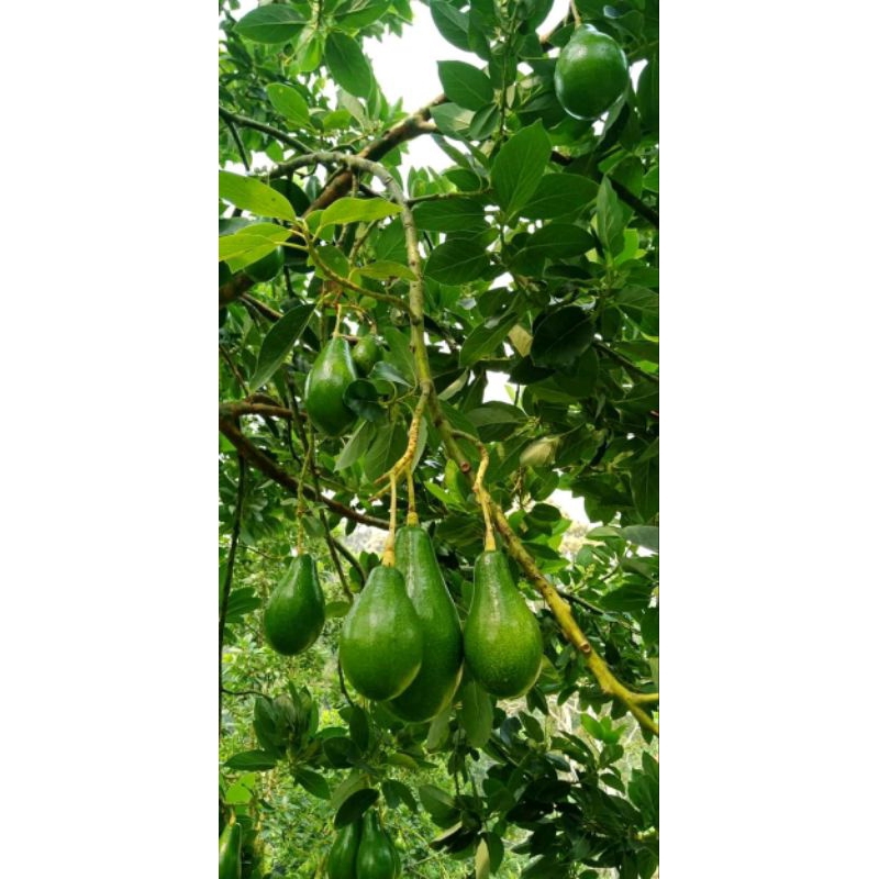 Bibit Alpukat Lilin Singkawang