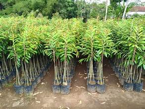 Bibit Durian Musang King